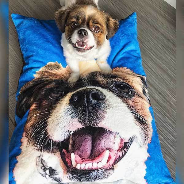 Why Dogs Need a Bed?