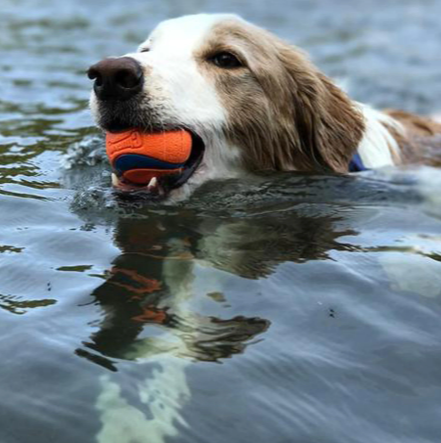 ChuckIt! Ball for Dogs