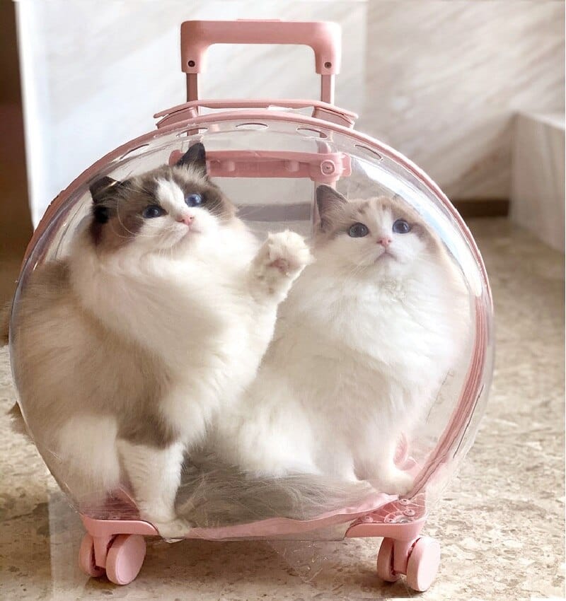 Transparent Pet Carrier